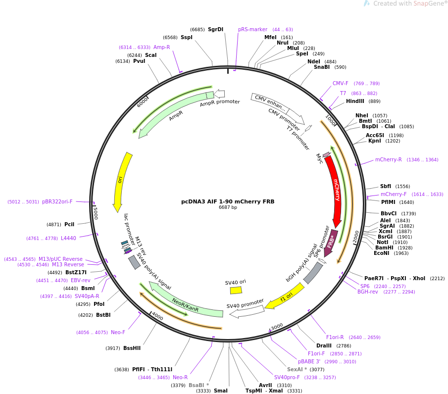 pcDNA3 AIF 1-90 mCherry FRB质粒图谱